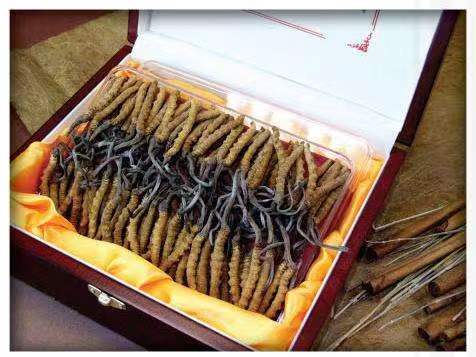 文儒镇冬虫夏草回收